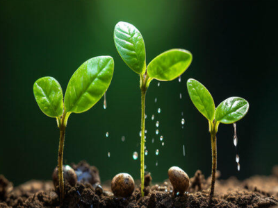 フミン酸の土壌改良効果