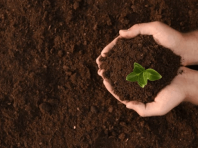 土壌改良におけるフミン酸の効果 - 化学作用