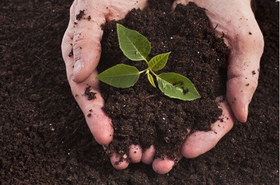 フミン酸の土壌改良効果 - 化学効果.jpg