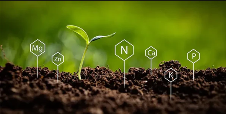 栄養素の活性化と貯蔵.jpg 栄養素の活性化と貯蔵.jpg