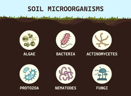 生物学的影響.jpg 生物学的影響.jpg